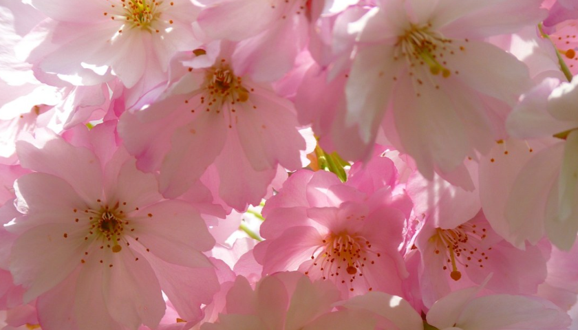 日本留学机构推荐