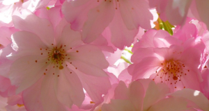 推荐一家专业的日本留学机构——滋庆